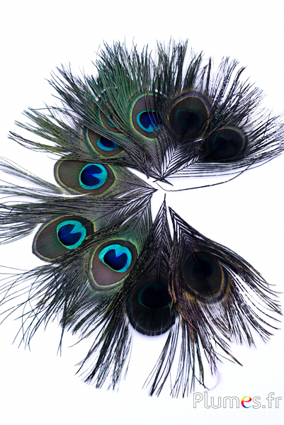 Paon bleu - 13-18 cm - noir